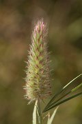 DPPhotography - Crete - Trifolium angustifolium - A