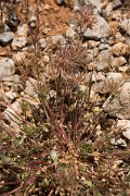 DPPhotography - Crete - Trifolium stellatum - A