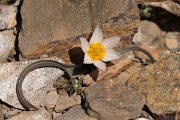 DPPhotography - Crete - Tulipa cretica - B