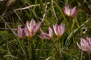 DPPhotography - Crete - Tulipa cretica - F