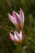 DPPhotography - Crete - Tulipa cretica - G