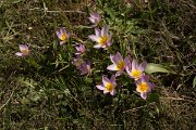 DPPhotography - Crete - Tulipa cretica - J