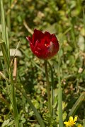 DPPhotography - Crete - Tulipa doerfleri - B