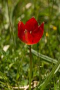 DPPhotography - Crete - Tulipa doerfleri - D