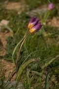 DPPhotography - Crete - Tulipa saxatilis - A