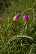 DPPhotography - Crete - Tulipa saxatilis - B
