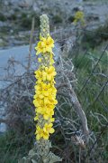 DPPhotography - Crete - Verbascum macrurum - A