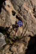 DPPhotography - Crete - Veronica thymifolia - A
