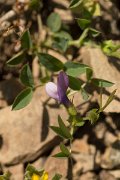 DPPhotography - Crete - Vicia bithynica - A