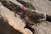 DPPhotography - Crete - Vicia cretica - B