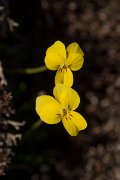 DPPhotography - Crete - Viola fragans - B
