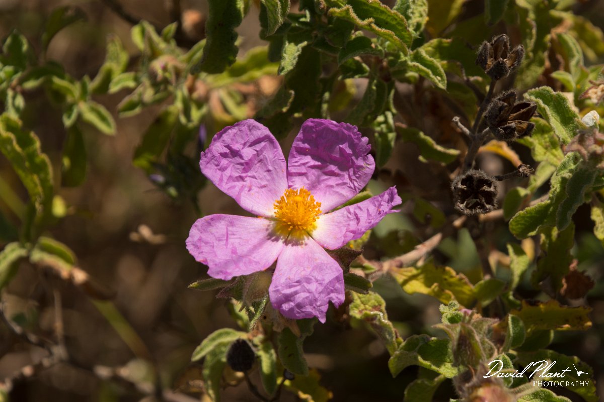 DPPhotography - Crete - Cistus creticus - A.jpg - Cistus creticus