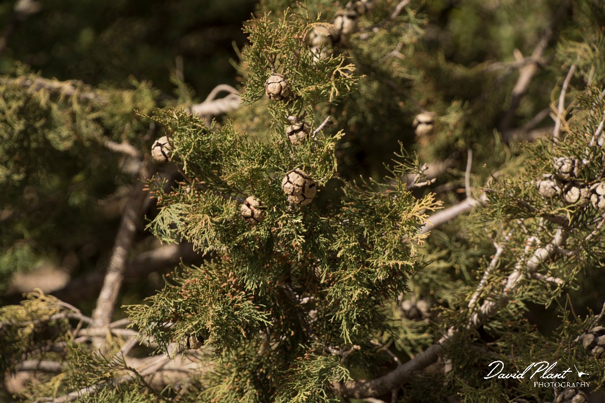 DPPhotography - Crete - Cupressus sempervirens - A.jpg - Cupressus sempervirens