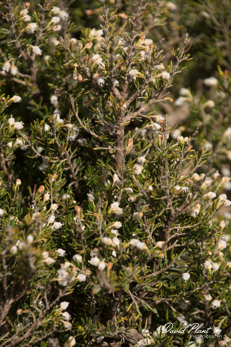 DPPhotography - Crete - Erica arborea - B.jpg - Erica arborea