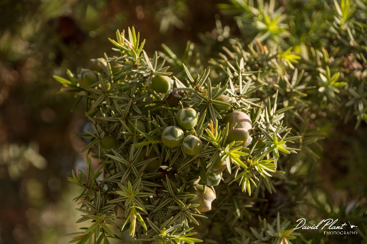 DPPhotography - Crete - Juniperus oxycedrus macrocarpa - A.jpg - Juniperus oxycedrus macrocarpa