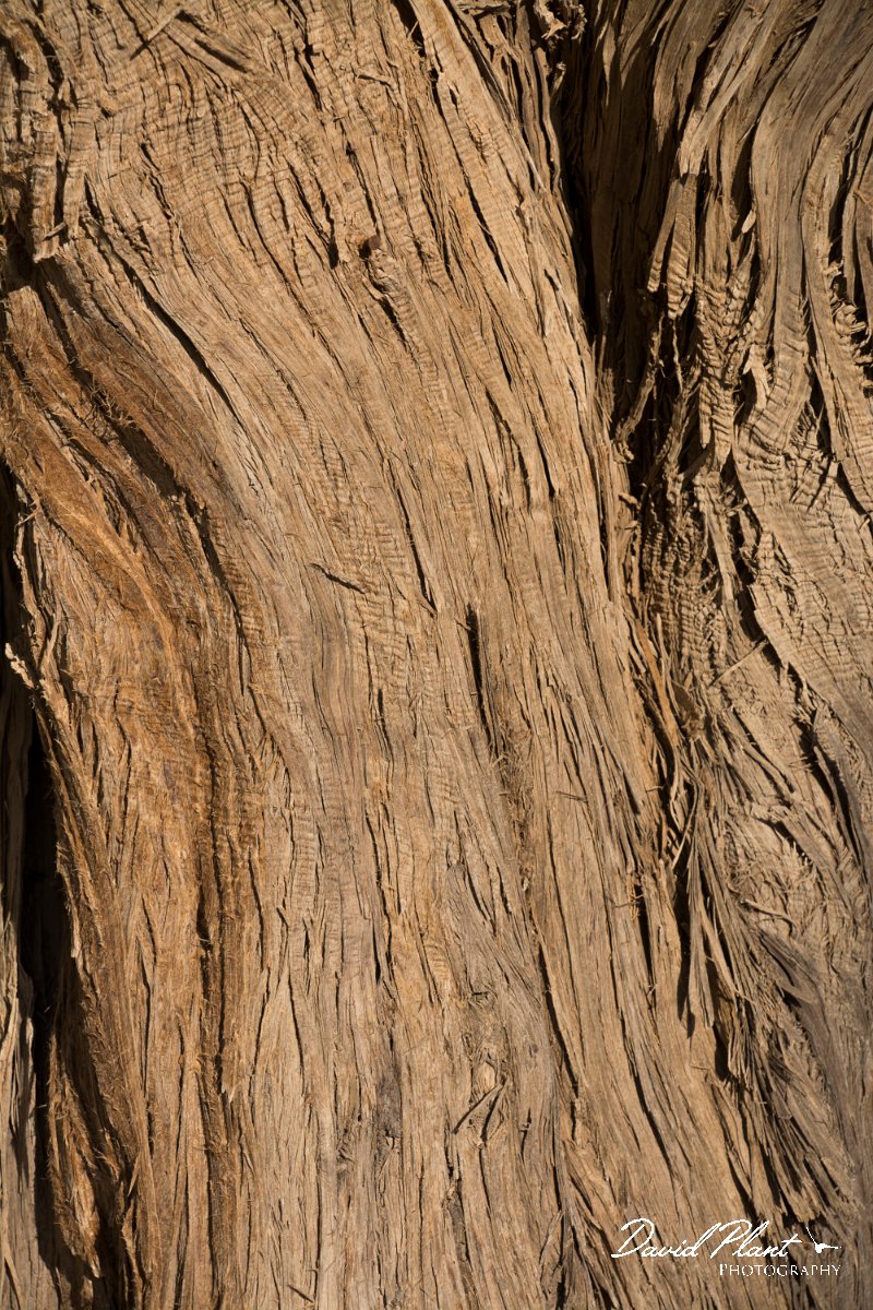 DPPhotography - Crete - Juniperus oxycedrus macrocarpa - B.jpg - Juniperus oxycedrus macrocarpa