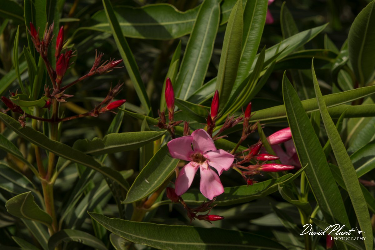 DPPhotography - Crete - Nerium oleander - A.jpg - Nerium oleander