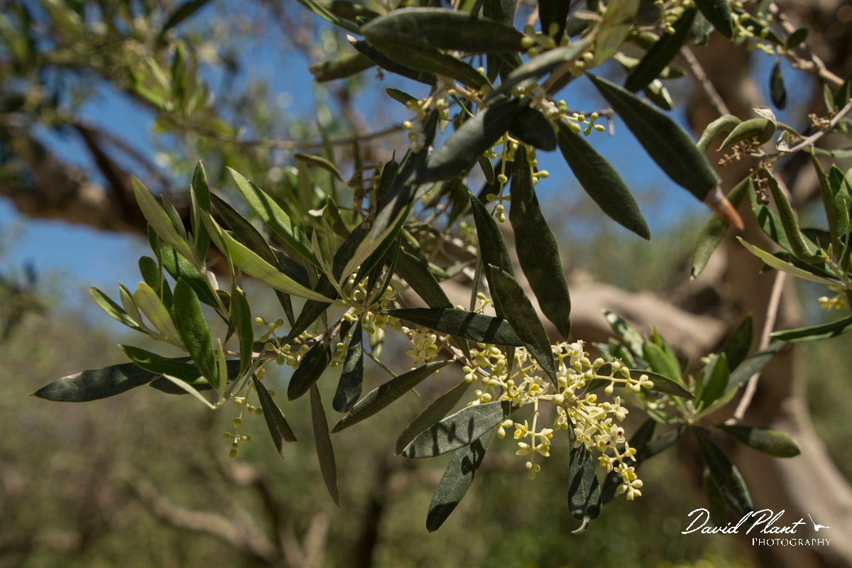 DPPhotography - Crete - Olea europaea - A.jpg - Olea europaea