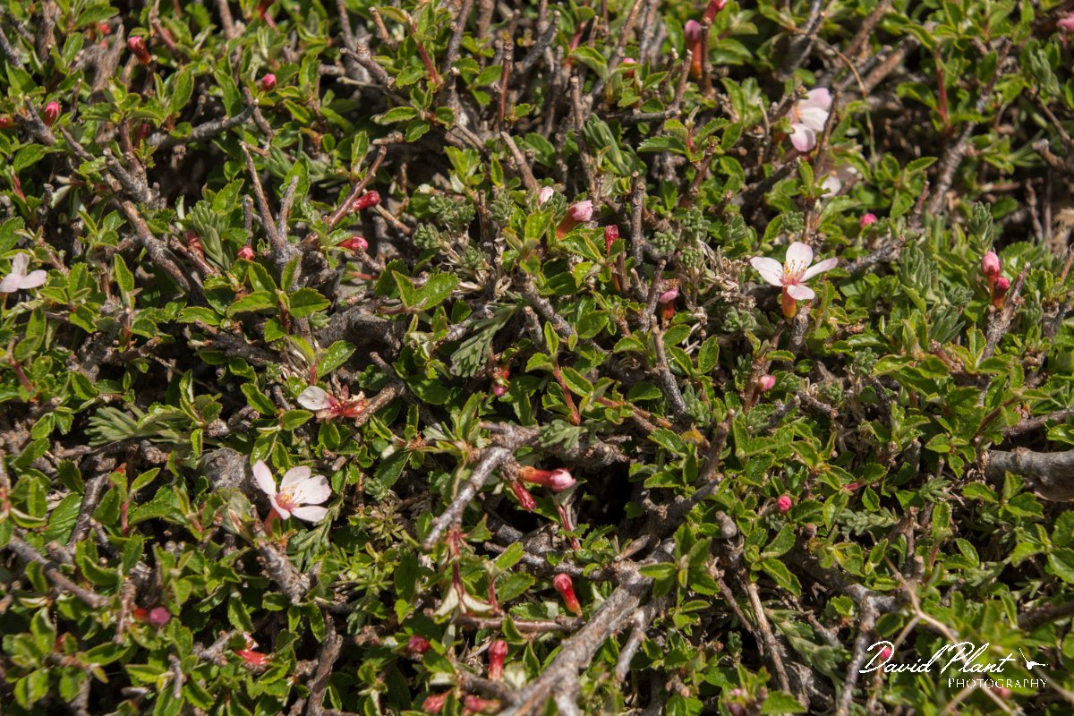 DPPhotography - Crete - Prunus prostrata - A.jpg - Prunus prostrata