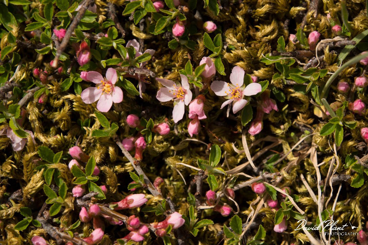 DPPhotography - Crete - Prunus prostrata - B.jpg - Prunus prostrata