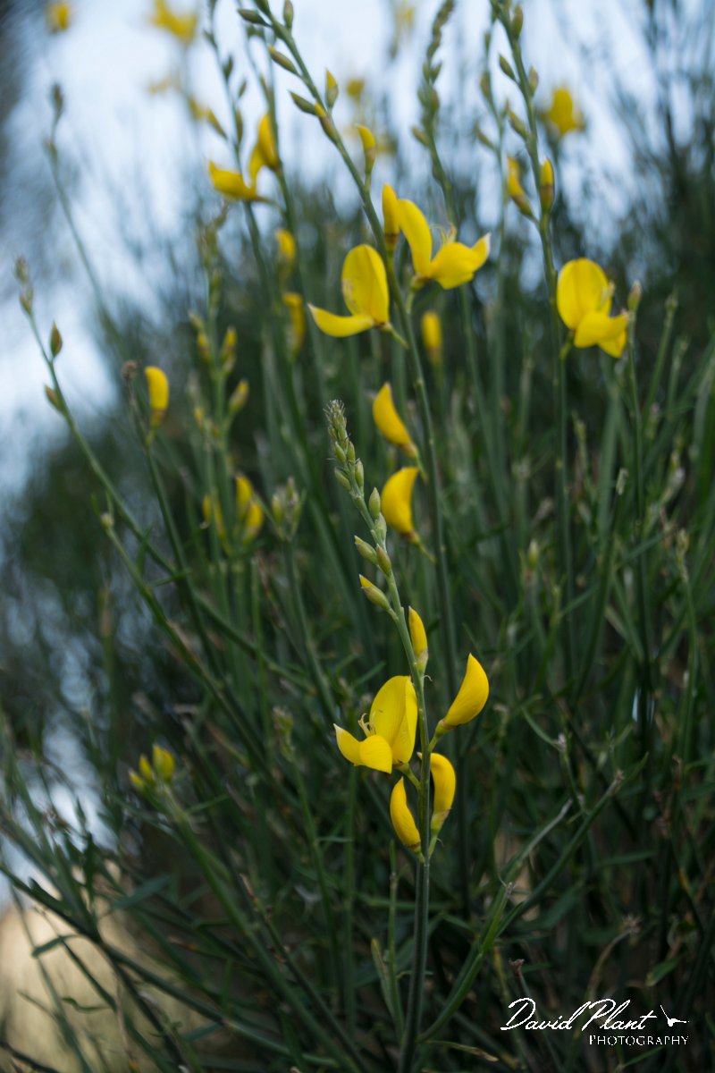 DPPhotography - Crete - Spartium junceum - A.jpg - Spartium junceum