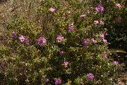 DPPhotography - Crete - Cistus creticus - B