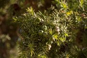 DPPhotography - Crete - Juniperus oxycedrus macrocarpa - A