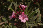DPPhotography - Crete - Nerium oleander - B