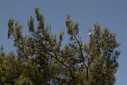 DPPhotography - Crete - Pinus brutia - A