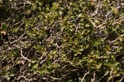 DPPhotography - Crete - Quercus coccifera - A