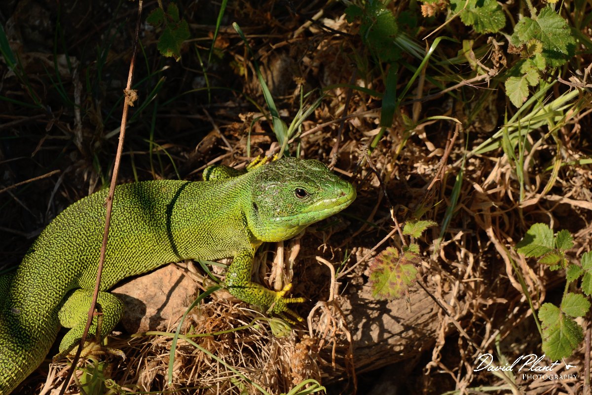 David Plant Photography - Wildlife Photography - Balkan green lizard - C.jpg - Balkan green lizard - Lake Kournas, Crete