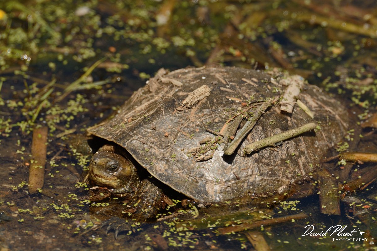 David Plant Photography - Wildlife Photography - Balkan pond-turtle - A.jpg - Balkan pond-turtle - Agia lake, Crete