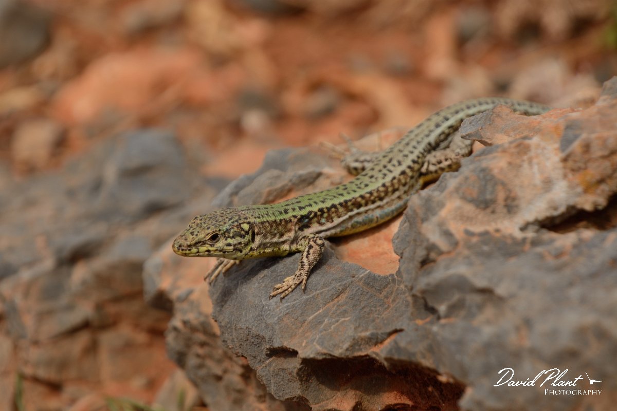 David Plant Photography - Wildlife Photography - Cretan wall lizard - E.jpg - Cretan wall lizard - Balos beach, Crete