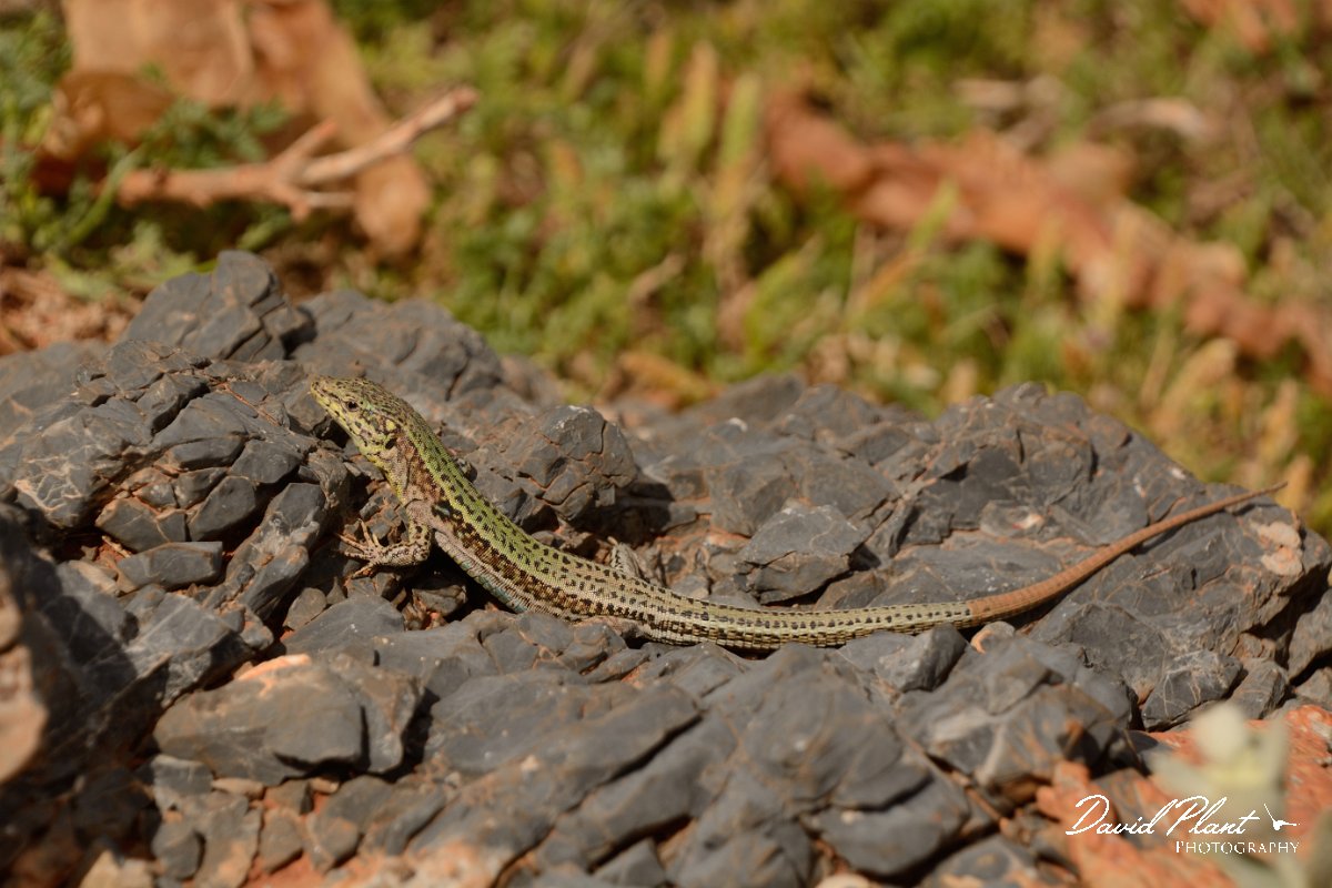 David Plant Photography - Wildlife Photography - Cretan wall lizard - F.jpg - Cretan wall lizard - Balos beach, Crete