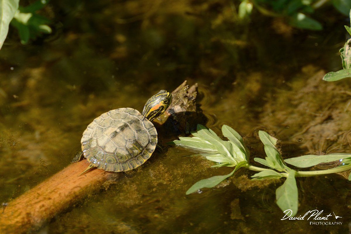 David Plant Photography - Wildlife Photography - Red-eared terrapin - A.jpg - Red-eared terrapin juvenile - Lake Kournas, Crete