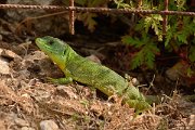 David Plant Photography - Wildlife Photography - Balkan green lizard - A