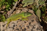 David Plant Photography - Wildlife Photography - Balkan green lizard - B