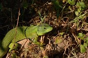 David Plant Photography - Wildlife Photography - Balkan green lizard - C