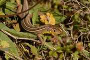 David Plant Photography - Wildlife Photography - Balkan green lizard - D