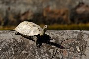 David Plant Photography - Wildlife Photography - Balkan pond-turtle - B