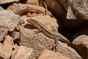 David Plant Photography - Wildlife Photography - Cretan wall lizard - B