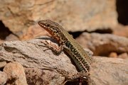 David Plant Photography - Wildlife Photography - Cretan wall lizard - C