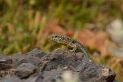 David Plant Photography - Wildlife Photography - Cretan wall lizard - D