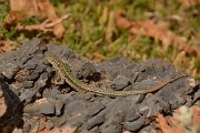 David Plant Photography - Wildlife Photography - Cretan wall lizard - F