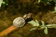 David Plant Photography - Wildlife Photography - Red-eared terrapin - A