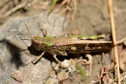 Orthoptera