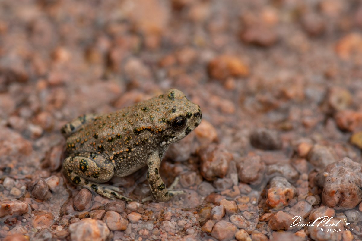 DPPhotography - Lesvos - Green toad - C.jpg - Green toad - Tsiknias river, Lesvos