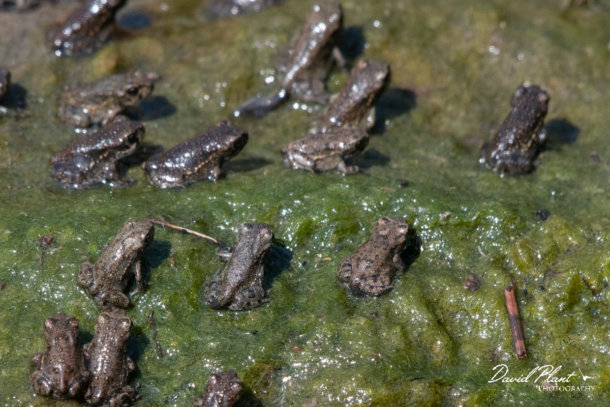 DPPhotography - Lesvos - Green toad - D.jpg - Green toad - Anaxos, Lesvos