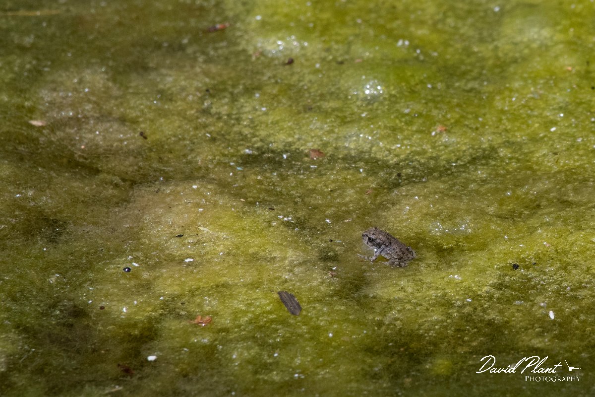 DPPhotography - Lesvos - Green toad - F.jpg - Green toad - Anaxos, Lesvos