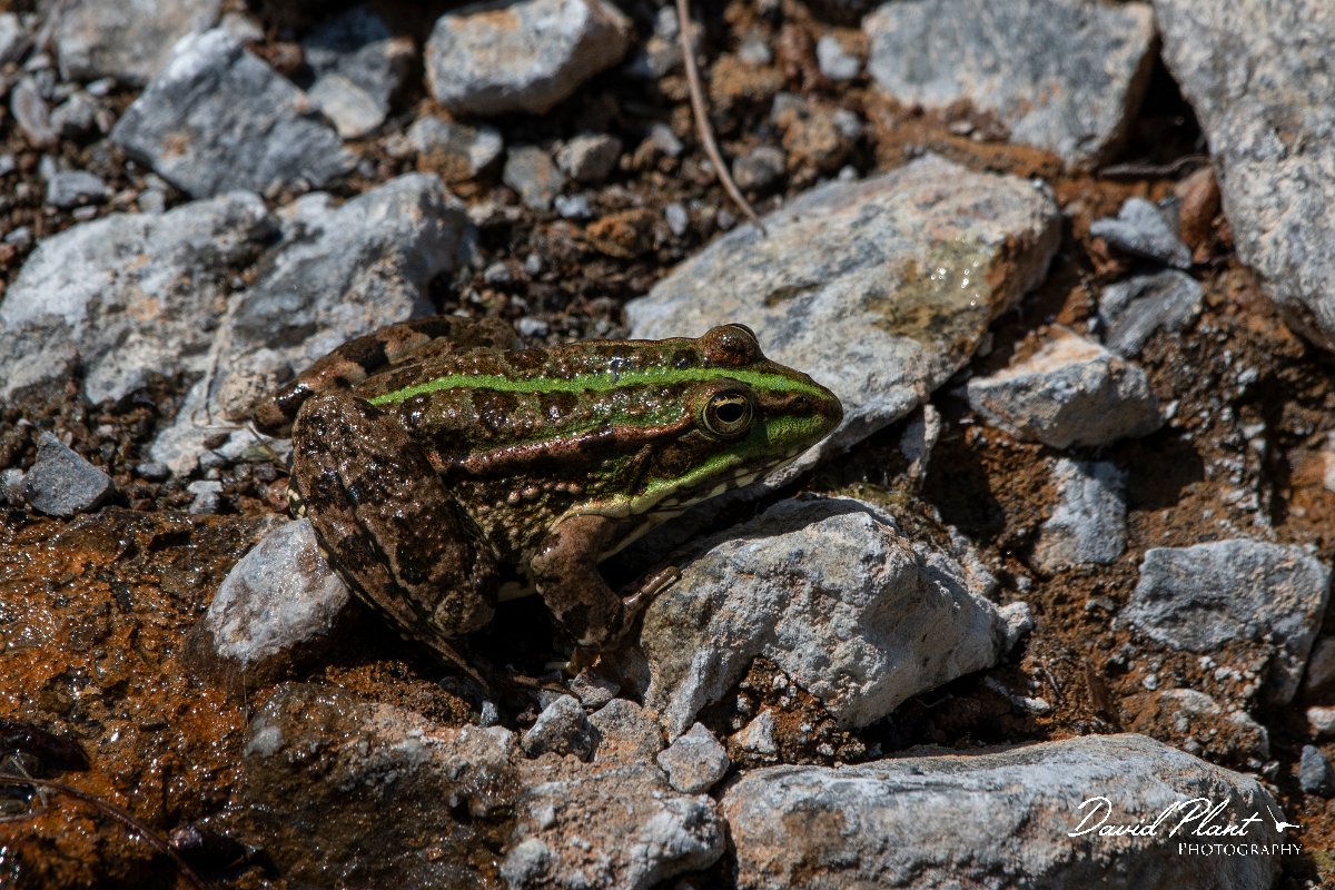 DPPhotography - Lesvos - Levant water frog - A.jpg - Levant water frog - Achladeri forest, Lesvos